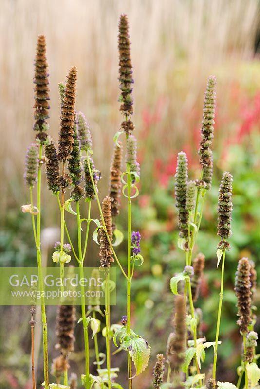 Flowerheads of Agastache 'Black Adder' en automne en partie enroulé pour semer