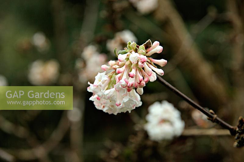 Viburnum x bodnantense 'Deben'