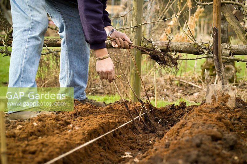 Planter des cannes de framboise à racines nues dans une tranchée en utilisant une ligne tendue de ficelle pour marquer la ligne