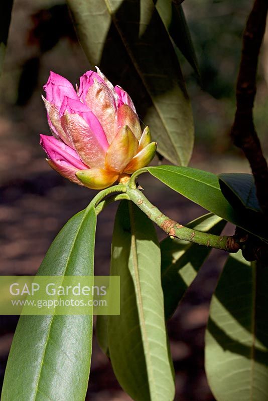 Bourgeon d'ouverture de Rhododendron x geraldii en mars