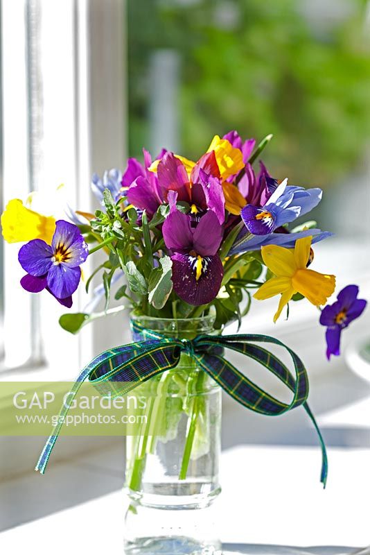 Ancien pot à épices utilisé comme vase pour les petites fleurs de printemps sur le rebord de la cuisine - Iris nain 'Harmony', pensées de floraison hivernale, Narcisse 'Tete a tete' et Iris nain 'George'