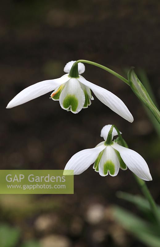 Galanthus 'Ophelia' - Perce-neige