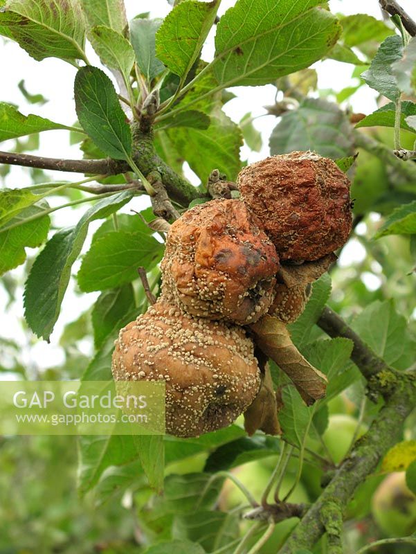 Monilinia frutigena - Pourriture brune attaquant les pommes 'Peasgood Nonsuch'