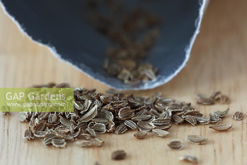 Graines de carotte retirées du sachet en aluminium Daucus carota 'Honeysnack'