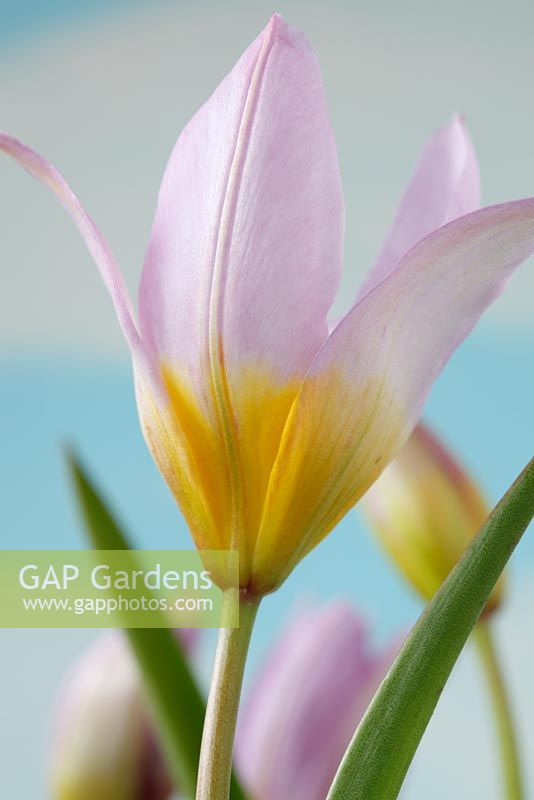 Tulipa saxatilis - Tulipe Candia, avril