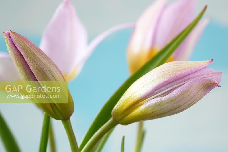 Tulipa saxatilis - Bourgeons de tulipe Candia, avril
