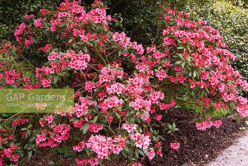 Rhododendron 'Winsome',