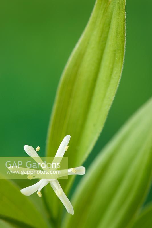 Maianthemum stellatum syn. Smilacina stellata - Muguet étoilé