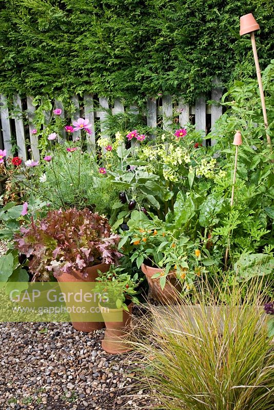Jardin potager avec fleurs et légumes, Cosmos, Nicotiana, Rhubarbe, pots d'Aubergine 'Ophelia', Laitue 'Red Salad Bowl', Poivrons doux, Rhubarbe et Chili Pepper 'Thai Hot'