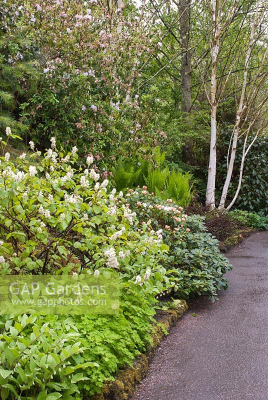 Parterre de printemps avec Fothergilla major, Rhododendron 'Marietta', Polygonatum falcatum et Betula utilis var Jacquemontii - RHS Rosemoor