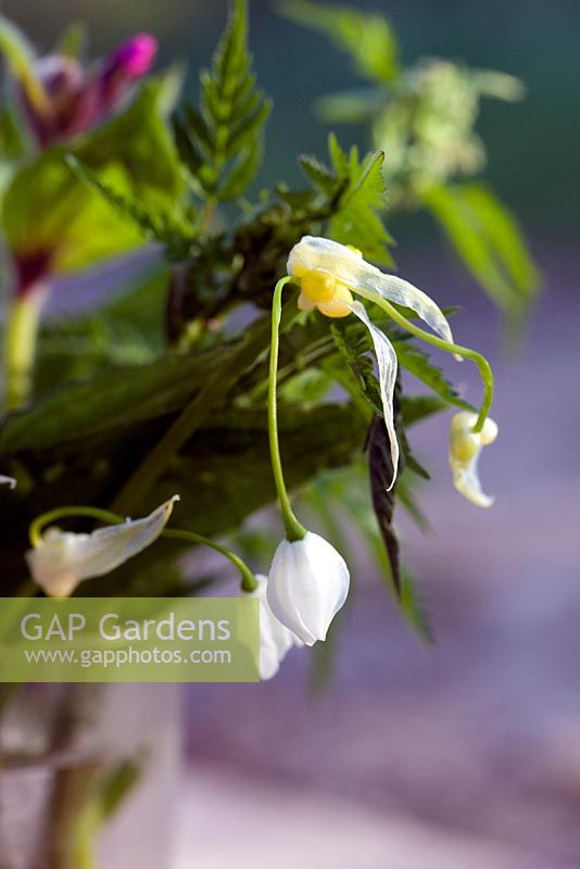 Allium paradoxum - Poireau à quelques fleurs ou Ail à quelques fleurs