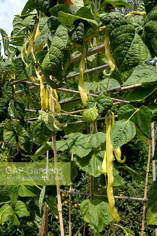 Phaseolus vulgaris 'Goldmarie' - Haricots verts