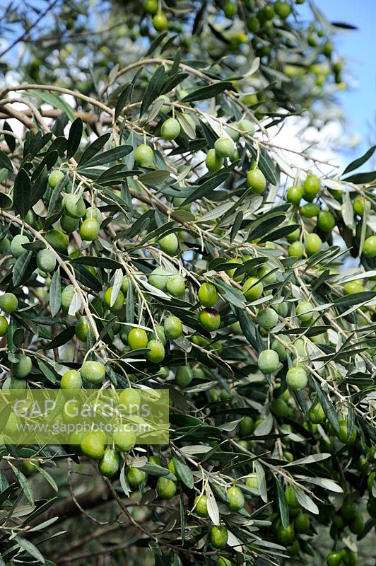 Olea europaea - Maturation des olives sur l'arbre