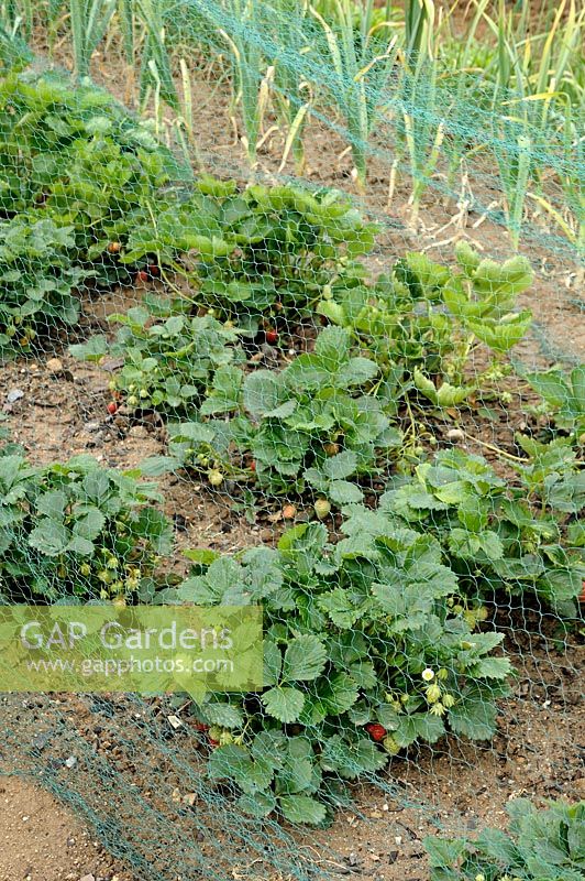 Plants de fraises protégés par des filets en nylon avec poireau comme compagnon de plantation pour prévenir les ravageurs