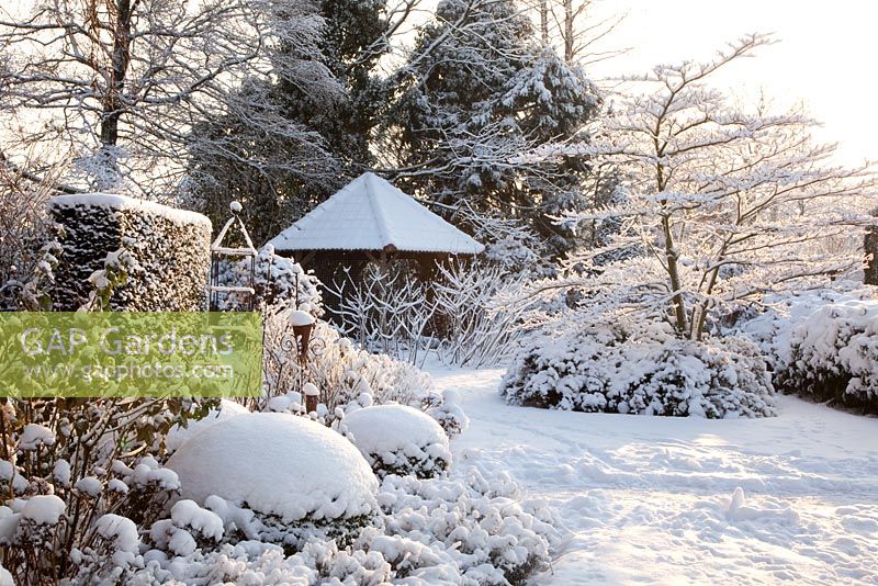 Taxus, Buxus, Lavandula, Rosa et Cornus controversa 'Variegata' - Jardin d'hiver et pépinière