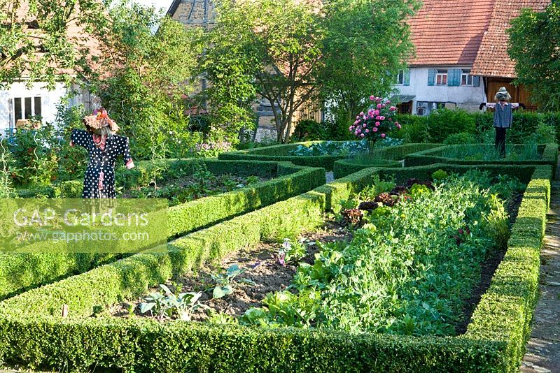 Jardin potager avec haies de Buxus sempervirens taillées, Rosa 'Leonardo da Vinci' et épouvantails