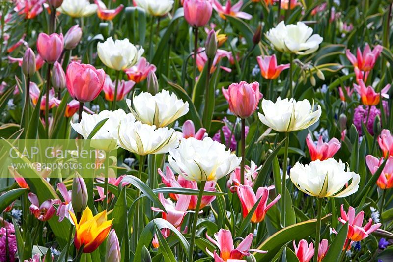 Tulipa 'Empereur Exotique', Tulipa 'Design Impression' et Tulipa 'Heart's Delight'