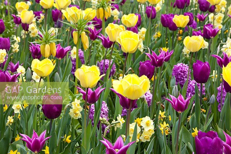 Parterre de printemps de Tulipa 'Purple Prince', Hyacinthus 'Amethyst', Narcissus 'Tete-a-Tete', Narcissus 'Yellow Cheerfulness', Tulipa 'Fringed Elegance' et Tulipa 'Maytime'