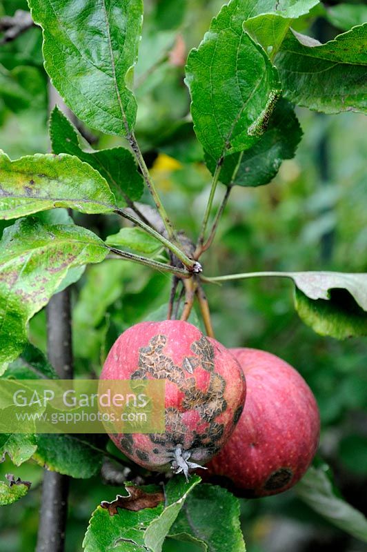 Venturia inaequalis - Pommes avec gale