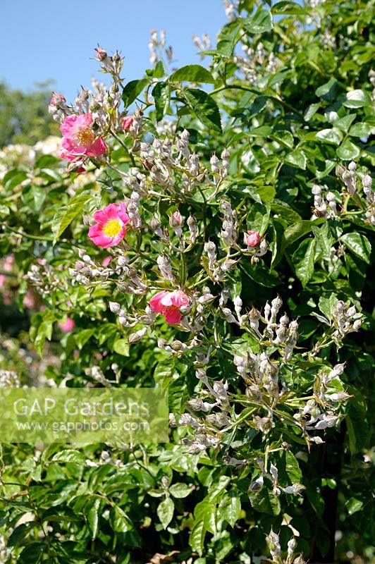 Rosa 'American Pillar' - Mildiou poudreux sur les bourgeons