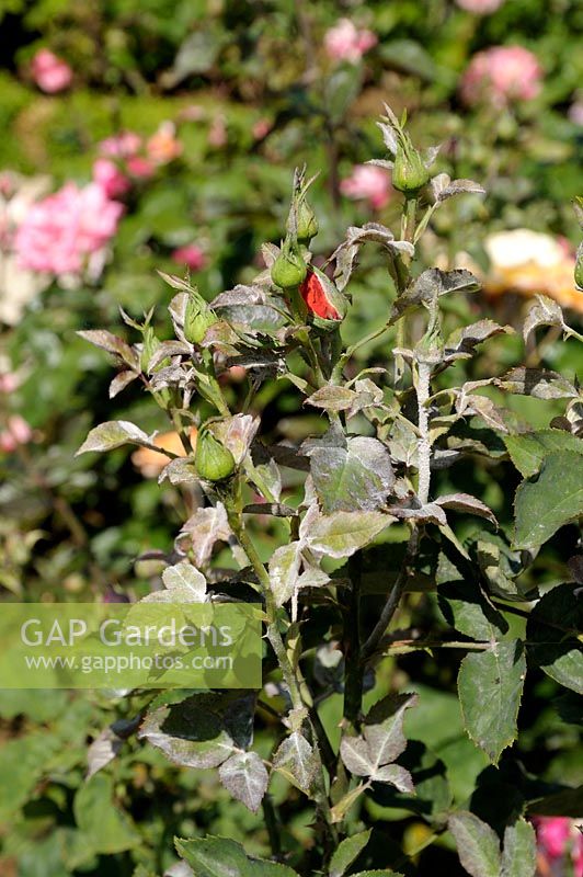 Sphaerotheca pannosa - Mildiou en poudre sur les feuilles de Rosa
