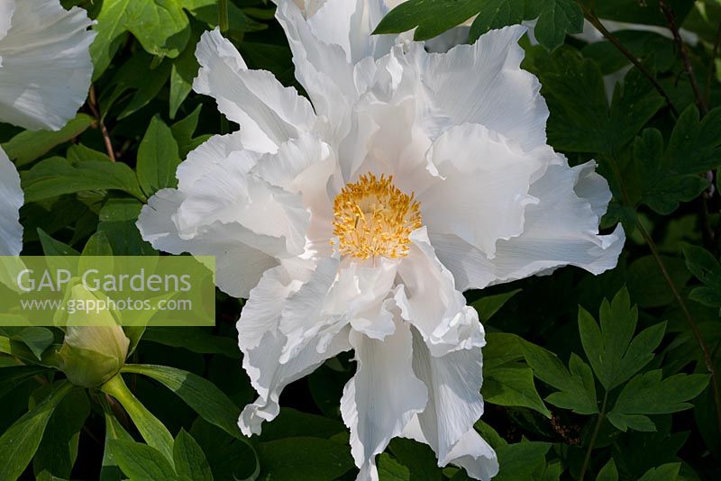 Paeonia suffruticosa - Le Manoir, Allemagne