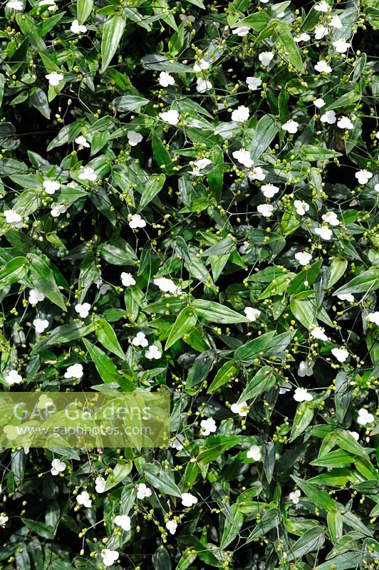 Gibasis pellucida, syn. Tradescantia multiflora - Voile de mariée tahitienne