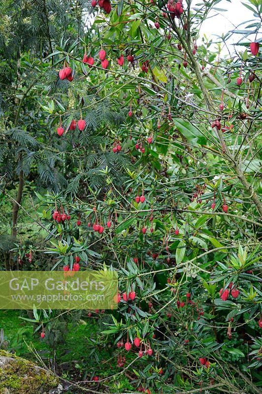 Crinodendron hookerianum, syn. Tricuspidaria lanceolata - Arbre lanterne chilienne