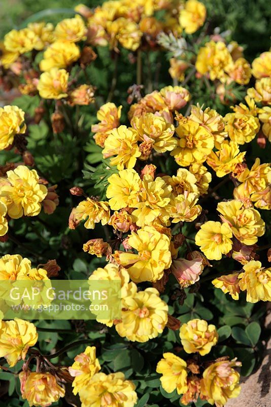 Oxalis pes-caprae 'Flore Pleno' - Renoncule bermuda double