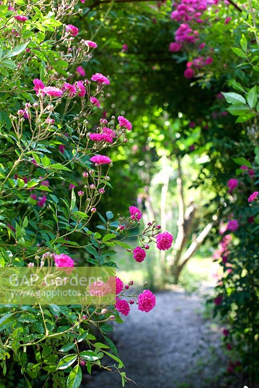 Rosa 'Wartburg' syn 'Ola Fiskare'