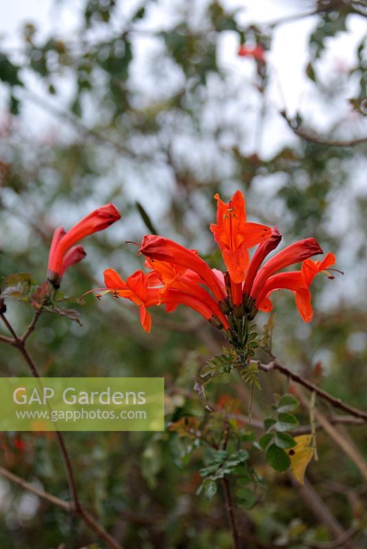 Tecomaria capensis - Chèvrefeuille du Cap