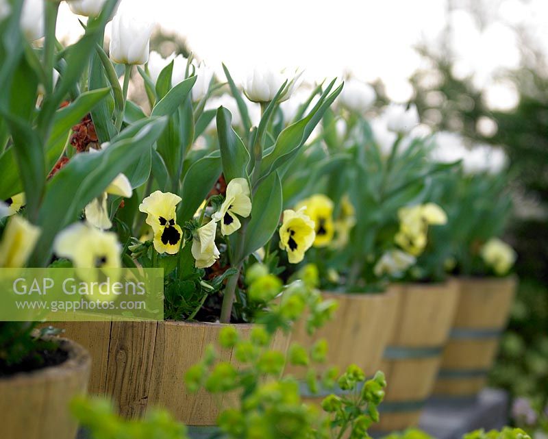 Tulipa Casablanca et Viola jaune dans des jardinières en bois