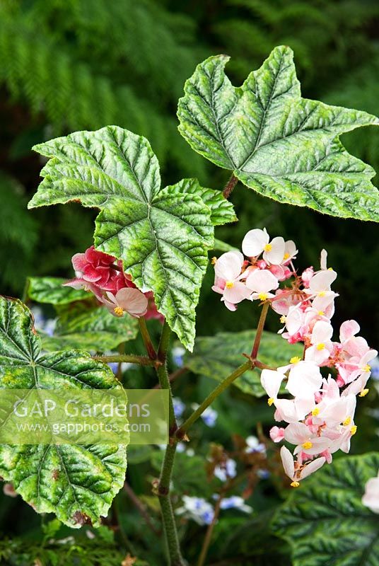 Begonia metallica, RHS Garden Wisley, Surrey, Royaume-Uni