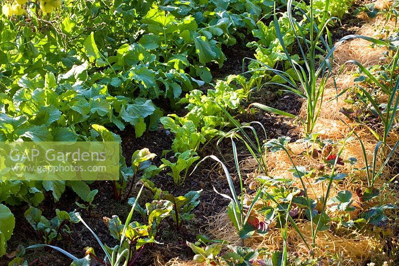 Fraises paillées avec de la laine de bois, de la betterave, des blettes et des radis