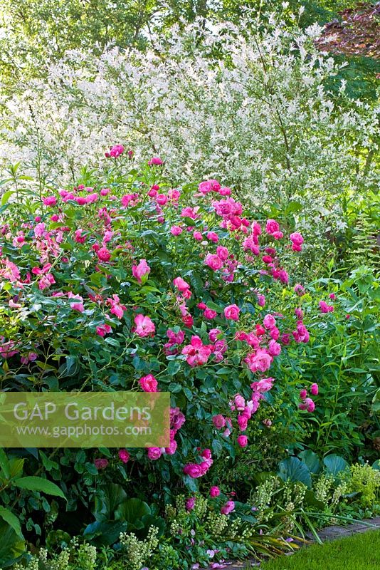 Rosa 'Raubritter' et Salix integra 'Hakuro Nishiki' en parterre de fleurs mixtes