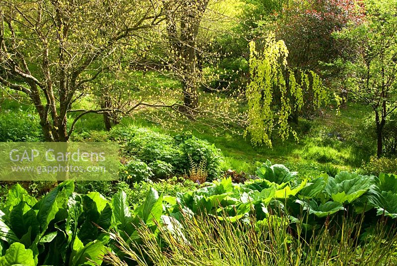Ruisseau entouré de plantes aimant l'humidité, y compris les primevères des tourbières, les Euphorbes, les fougères, les hostas, les lysichitons et les iris - Marwood Hill, Marwood, Barnstaple, Devon, UK
