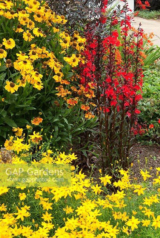 Le jardin carré avec Helenium, Coreopsis verticillata 'Grandiflora' et Lobelia cardinalis - RHS Garden Rosemoor, Great Torrington, Devon, UK