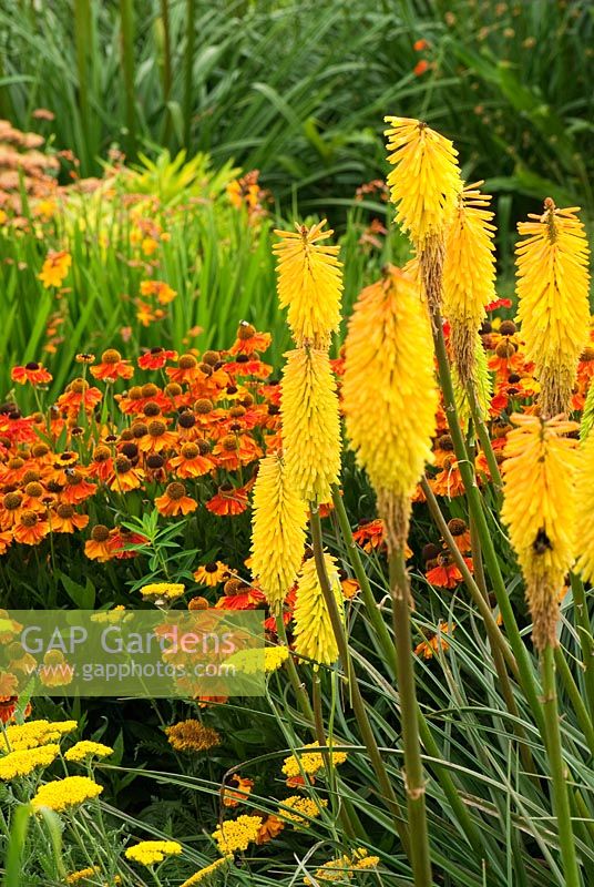 Le Square Garden présente une multitude de couleurs de fin d'été, notamment Helenium 'Early Flowerer de Sahin', Kniphofias, Achilleas et Hemerocallis - Daylilies. Jardin RHS Rosemoor, Great Torrington, Devon, UK