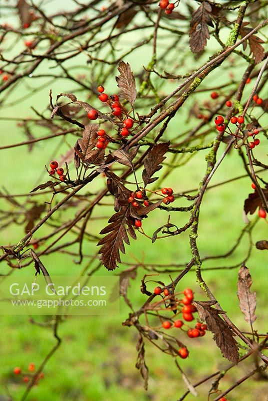 Sorbus x thuringiaca. RHS Garden Wisley, Woking, Surrey, Royaume-Uni