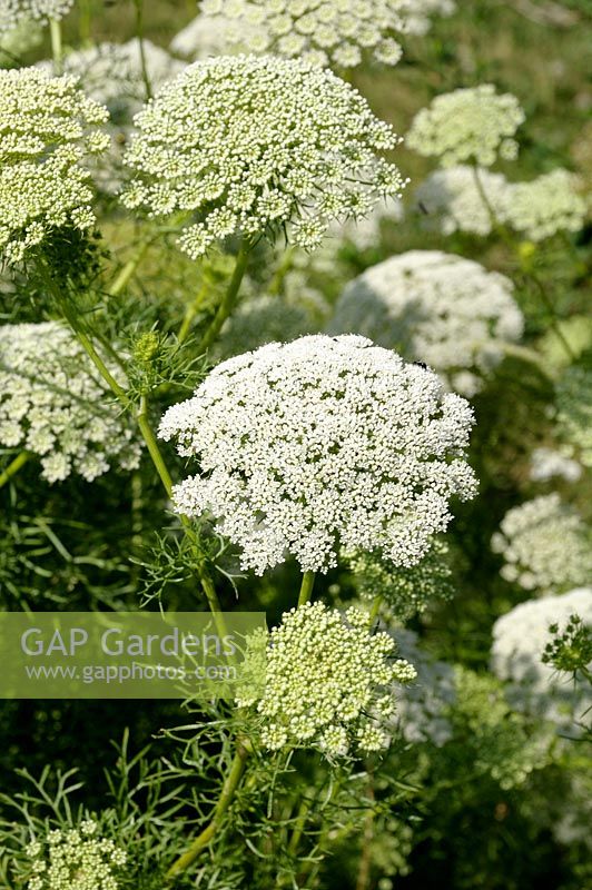 Ammi visnaga, syn. A. daucoides - Bisnaga, cure-dents