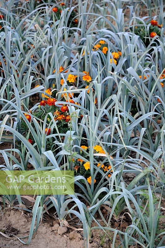 Allium porrum - Poireaux intercalés de soucis pour prévenir les ravageurs