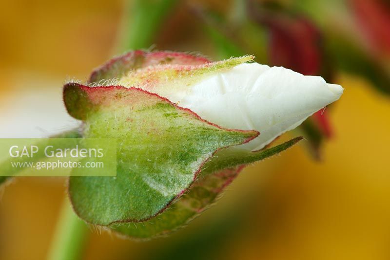 Cistus x hybridus en bouton - Rose blanche en juin