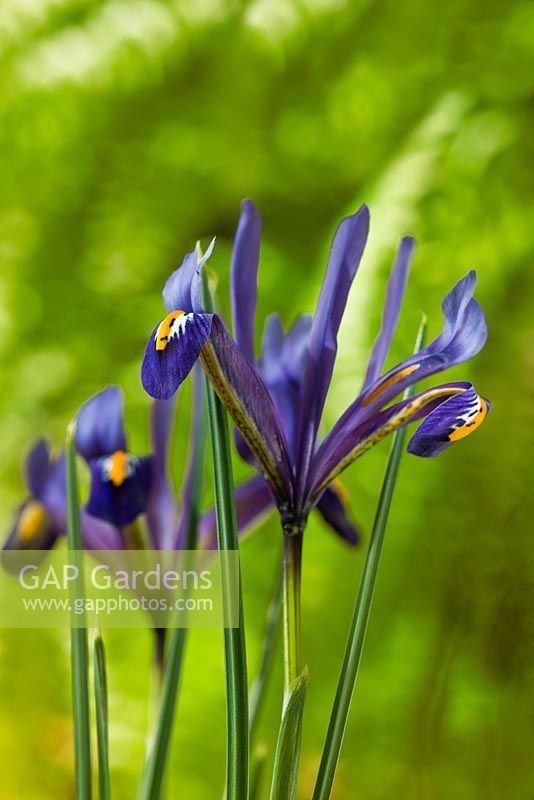 Iris nain réticulé