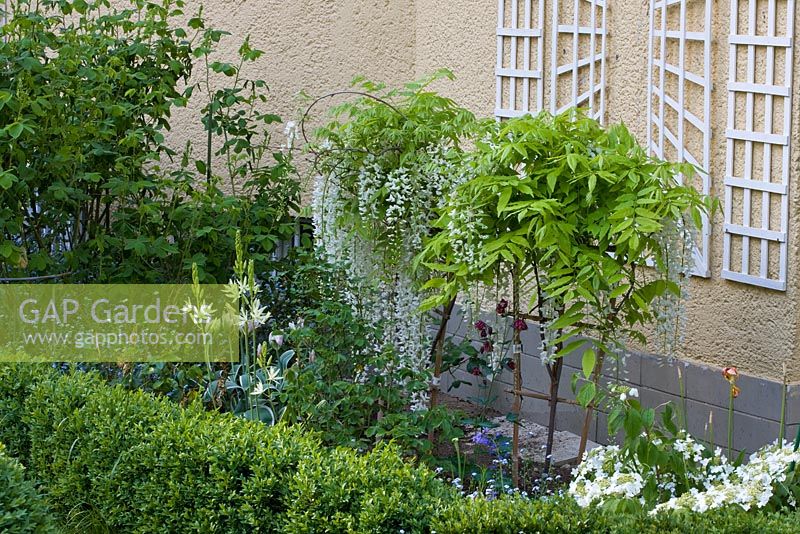 Aquilegia, Camassia, Myosotis, Viburnum plicatum et Wisteria autoportante à Buxus - Parterre de fleurs bordé le long d'un mur de maison avec un treillis peint en blanc.