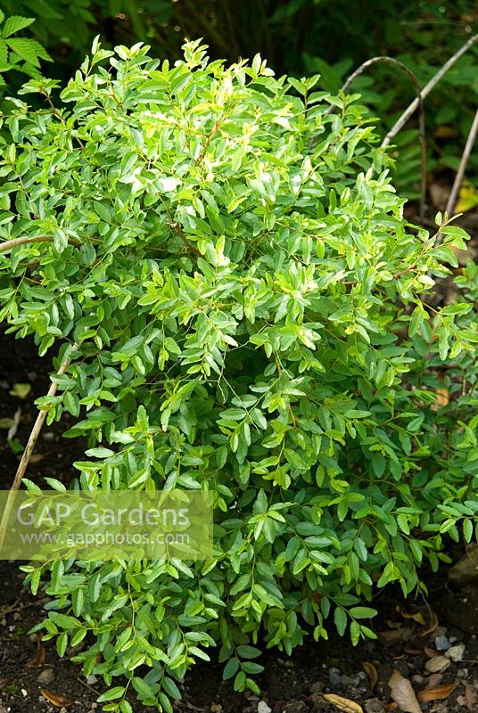 Ziziphus spinosa - noyau de datte aigre. Jardin botanique de l'Université de Bristol, Bristol, Royaume-Uni