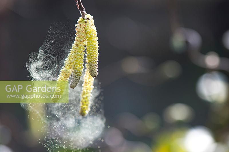 Corylus avellana 'Contorta' - Chatons de noisetier tire-bouchon libérant du pollen