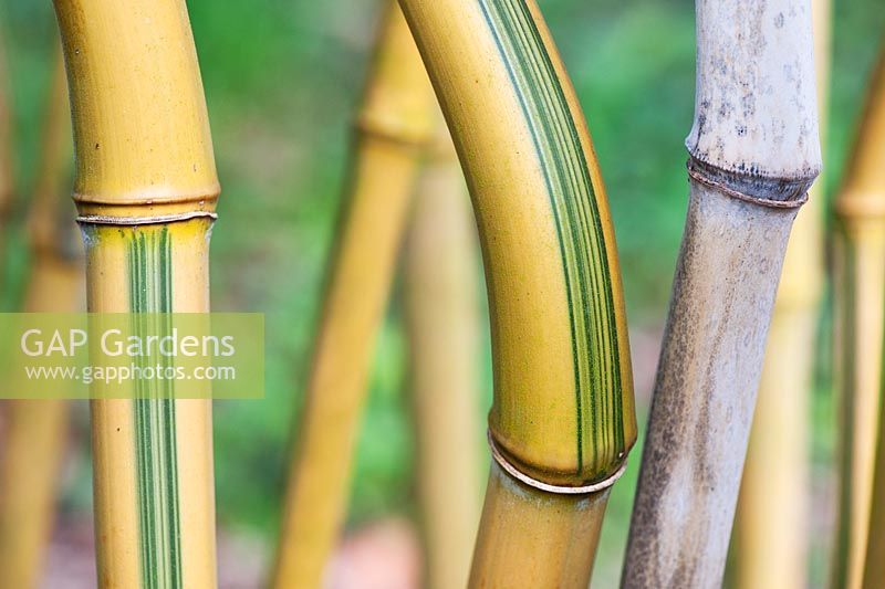 Phyllostachys aureosulcata 'Spectabilis' - Le code vert du bambou