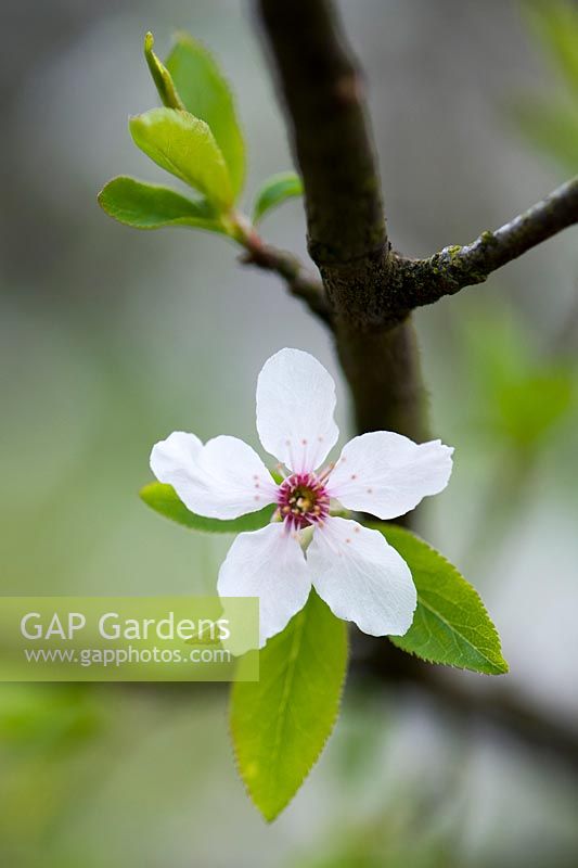 Prunus simonii - Fleur de cerisier