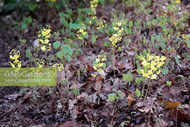 Epimedium x perralchicum - Plante fauchée en hiver pour enlever les feuilles, nouvelles fleurs au printemps suivant