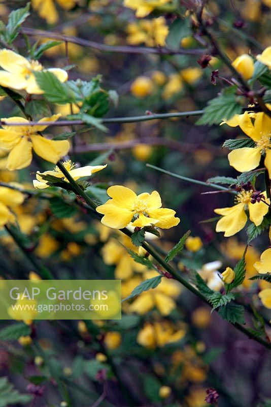 Kerria japonica 'Golden Guinea'